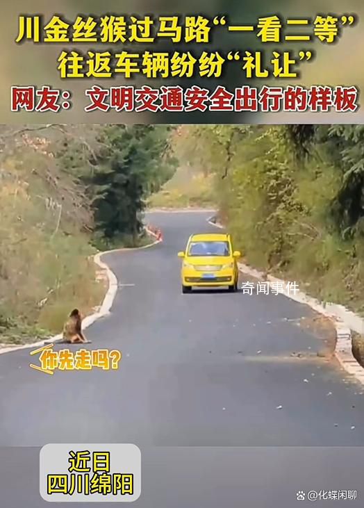 金絲猴與過路司機相互禮讓 上演了一幕人與自然和諧相處的暖心畫面