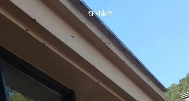 浙江多地出現大量臭屁蟲 不少人尋求驅蟲方法