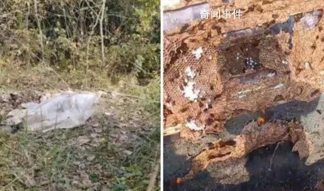 兩男子偷價值4600余元胡蜂蜂巢被拘
