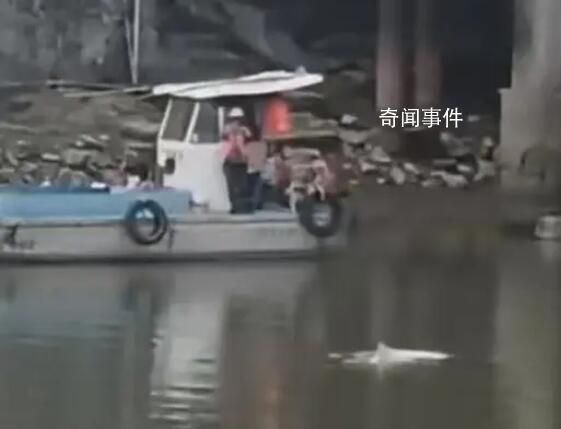 中華白海豚誤入廣州一河道 引發關注