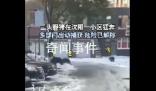 沈陽(yáng)一小區(qū)現(xiàn)3只野豬 疑被警犬咬傷