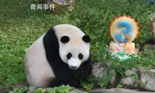 旅美大熊貓美香一家三口抵達成都