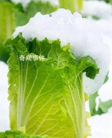 在北方大白菜的花語是凜冬將至