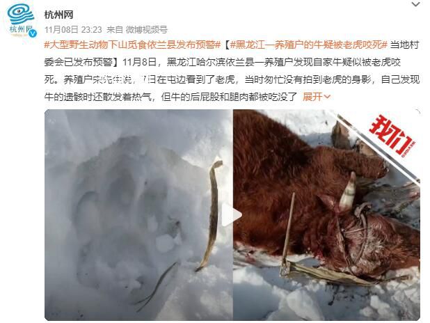 黑龍江居民家養(yǎng)牛被野生老虎捕食