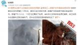 黑龍江居民家養牛被野生老虎捕食