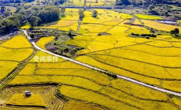 多地受災,秋糧為何還豐收?