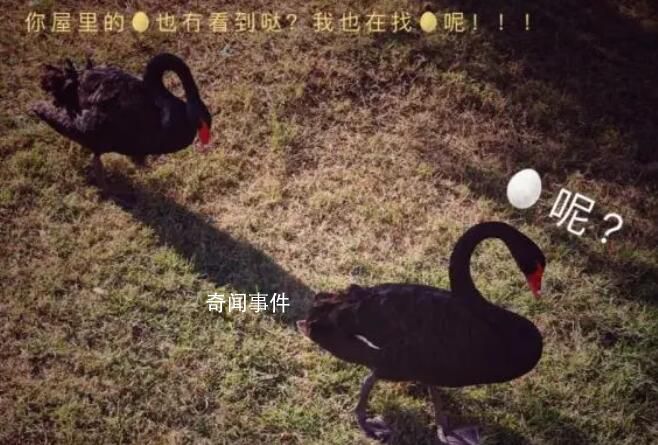71枚黑天鵝蛋被偷 找到時已孵化2只