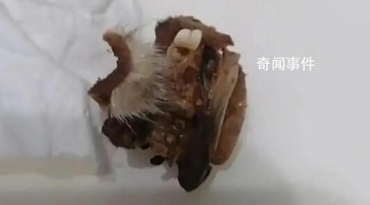 小學食堂吃出鼠頭?教育局:系兔頭