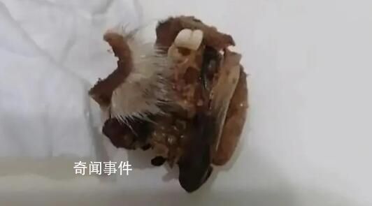 懷化一小學(xué)食堂吃出鼠頭?官方介入