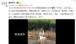 小狗被撞斷脊柱同伴不離不棄 重新站起來的幾率大概在80%