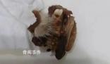 懷化一小學食堂吃出鼠頭?官方介入
