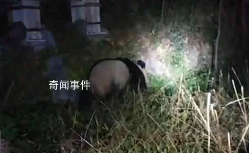 村民夜間偶遇野生大熊貓 村民拍攝記錄珍貴一刻