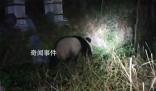 村民夜間偶遇野生大熊貓 村民拍攝記錄珍貴一刻