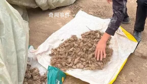 “搶藥材”村民:打過招呼能叫搶?