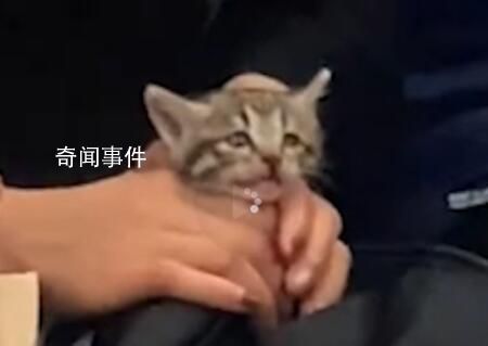 網友發視頻稱乘客帶著小貓坐地鐵 引發了關于寵物搭乘公共交通工具的討論