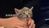 網友發視頻稱乘客帶著小貓坐地鐵 引發了關于寵物搭乘公共交通工具的討論