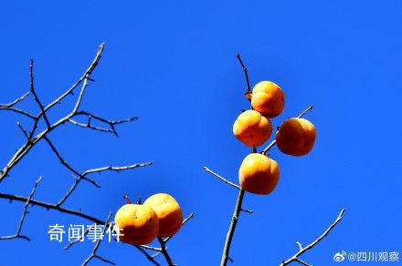 四川的百年柿子瀑布又紅了 見者有份柿柿如意