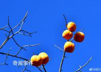 四川的百年柿子瀑布又紅了 見者有份柿柿如意
