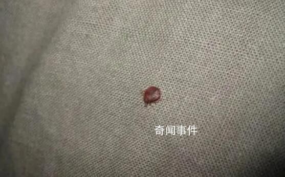 多國爆發(fā)床虱危機(jī) 已蔓延至亞洲