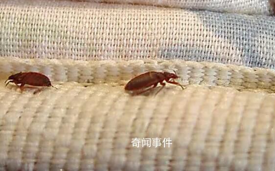 床虱危機(jī)為何席卷全球 吸食人類血液的量是蚊子的7倍