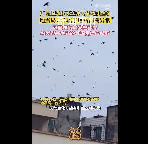廣西一地天空現(xiàn)大量鳥群盤旋 網(wǎng)友擔(dān)心這是地震前兆