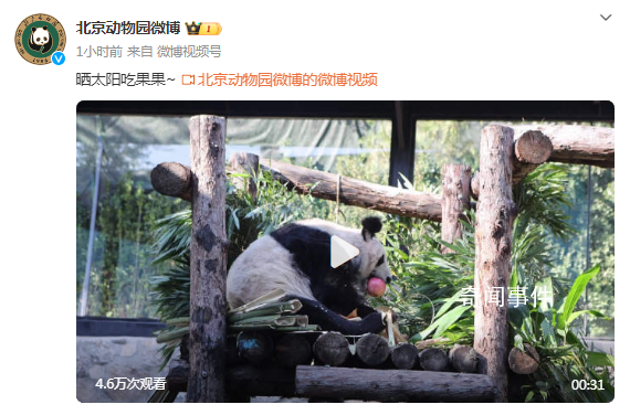丫丫曬太陽吃果果 網友：丫丫真是越來越好看啦