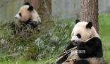 白宮稱歡迎大熊貓重返美國