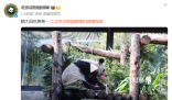 丫丫曬太陽吃果果 網友：丫丫真是越來越好看啦