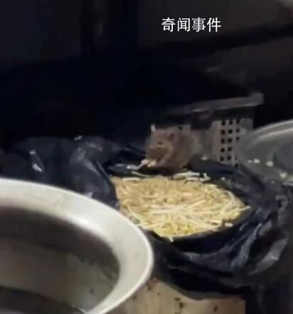 重慶火鍋店后廚老鼠吃豆芽 官方通報