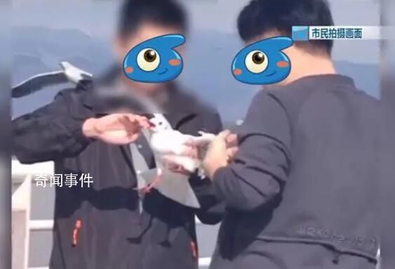 男子抓海鷗被罰要起訴昆明官方 男子：是海鷗先咬了我