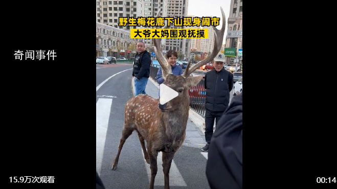 梅花鹿現身鬧市大爺大媽圍觀撫摸