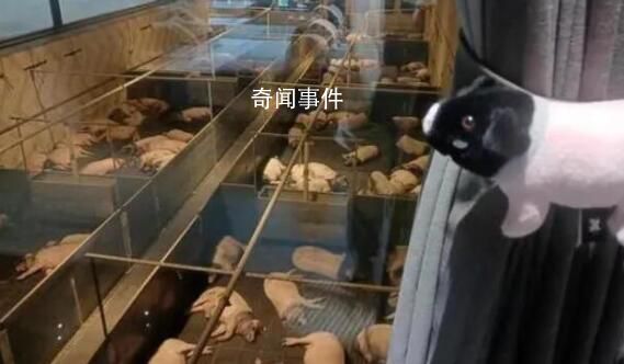 農場推一晚8888元“豬景房”