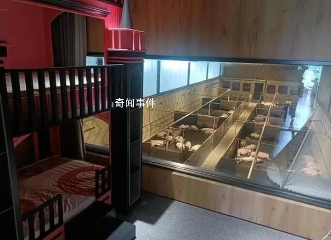 農場推一晚8888元“豬景房”