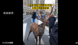 梅花鹿現(xiàn)身鬧市大爺大媽圍觀撫摸