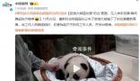 旅俄大熊貓幼崽“奶兇”畫(huà)面曝光