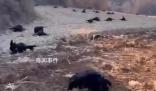 80余只羊田間中毒死亡 警方發(fā)懸賞
