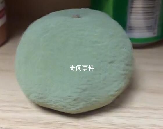 女生無意將沃柑放柜子1周變霉球 比實驗室里培養的還要漂亮