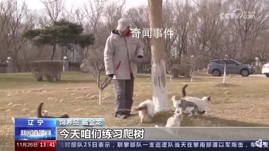 遼寧盤錦40多只貓咪組隊守糧倉 呵護貓咪本性生態滅鼠