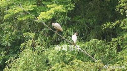 中國贈日本朱鹮死亡 曾受雷聲驚嚇