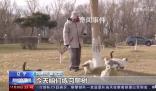 遼寧盤錦40多只貓咪組隊守糧倉 呵護貓咪本性生態滅鼠