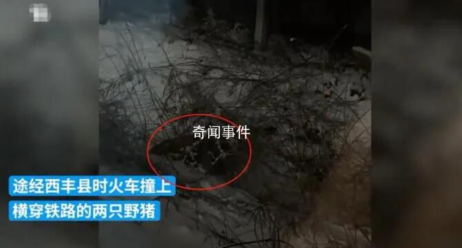 K7541列車與兩頭野豬相撞致晚點 引發輿論關注