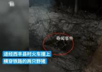 K7541列車與兩頭野豬相撞致晚點 引發輿論關注
