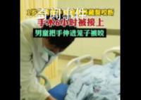 男童手臂伸進籠子被藏獒咬斷 手術差不多花了6個小時