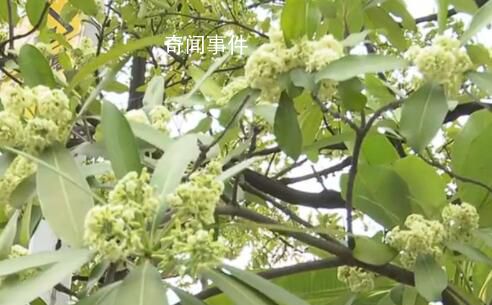 廣州街頭大批臭樹集中開花 年年都是如此實(shí)在有些受不了