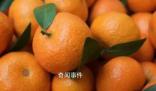 男子患腎病吃半個(gè)月桔子查出尿毒癥 千萬不要大量吃桔子