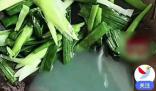 男子買韭菜炒出像洗衣液綠色湯汁 引發(fā)了市民的廣泛關(guān)注和對(duì)食品安全問題的擔(dān)憂