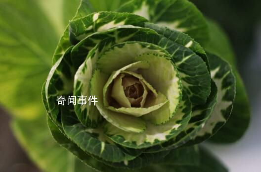淄博采購滯銷白菜免費發放給市民 志愿者助力菜農傳遞愛心溫暖