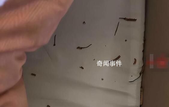 小貓偷吃20根蟲草主人含淚賠2千