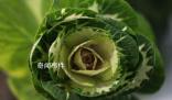 淄博采購滯銷白菜免費發放給市民 志愿者助力菜農傳遞愛心溫暖