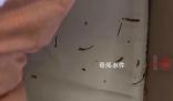 小貓偷吃20根蟲草主人含淚賠2千
